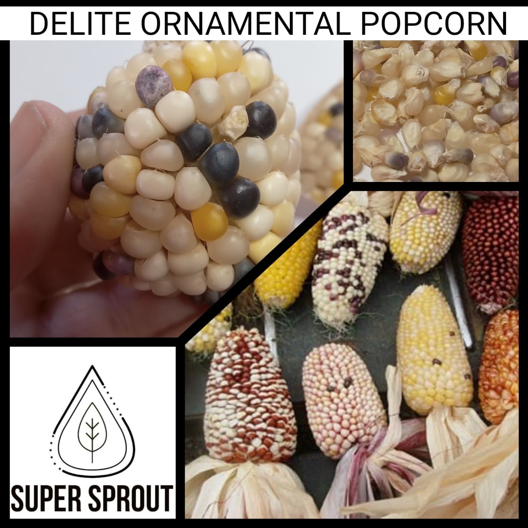 🌽STRAWBERRY DeLite ORNAMENTAL POPCORN🌽 x 25 seeds_1