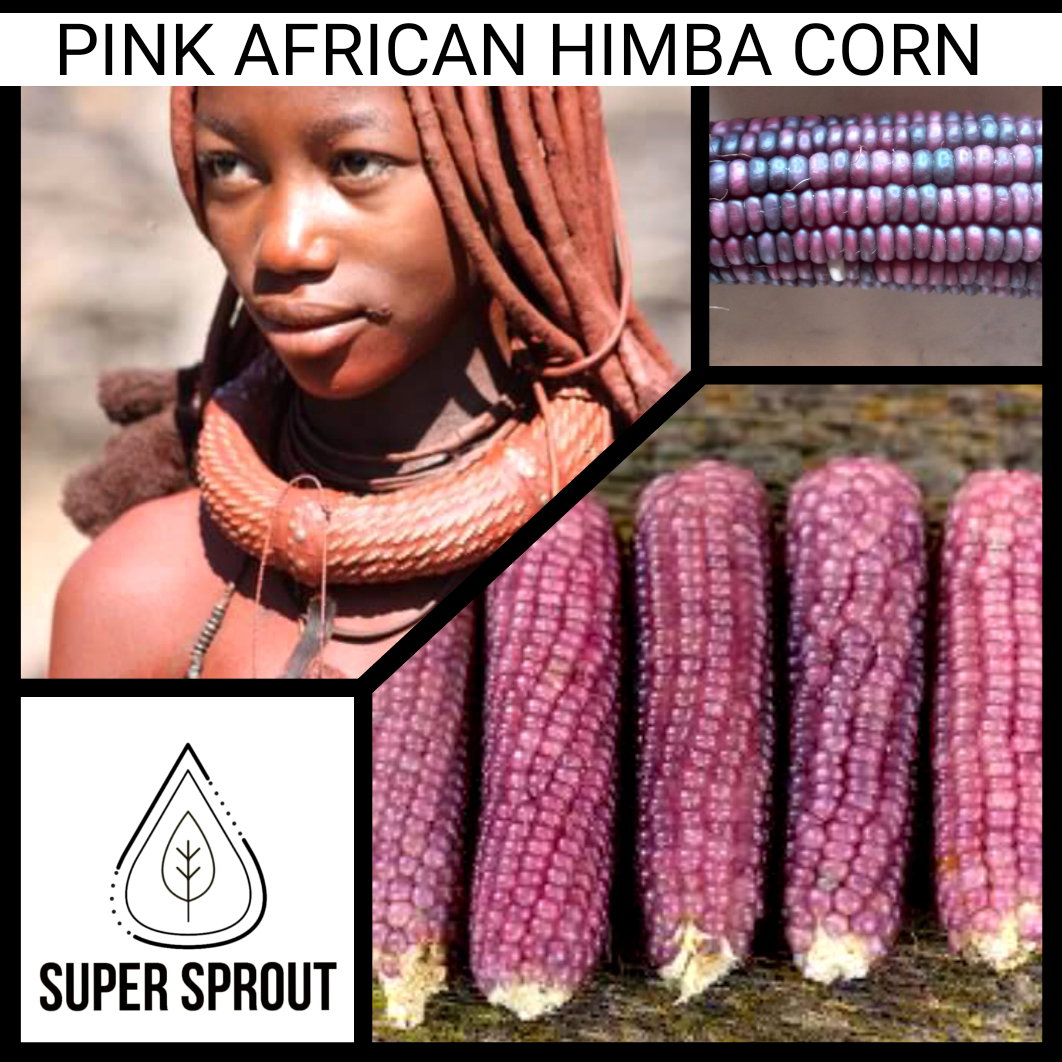 🌽PINK AFRICAN HIMBA CORN🌽 x 25 seeds_1