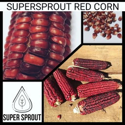 🌽SUPERSPROUT RED CORN🌽 x 25 organic seeds