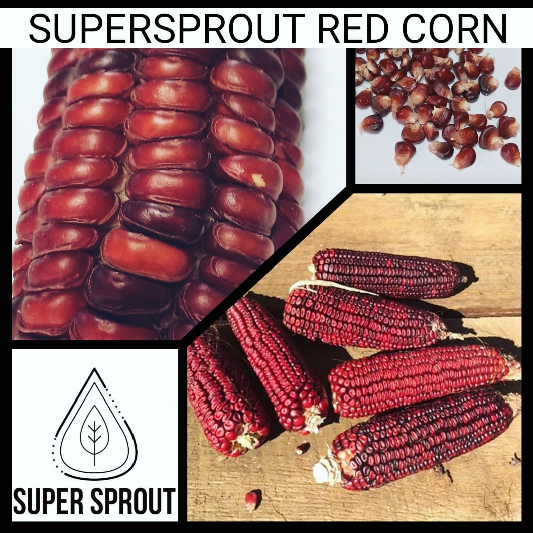 🌽SUPERSPROUT RED CORN🌽 x 25 organic seeds_1