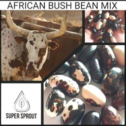 RARE AFRICAN BUSH BEAN MIX x 20+ seeds