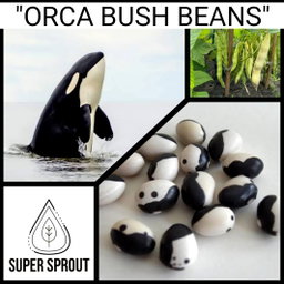 🫘ORCA BUSH BEAN🫘 x 10 organic seeds
