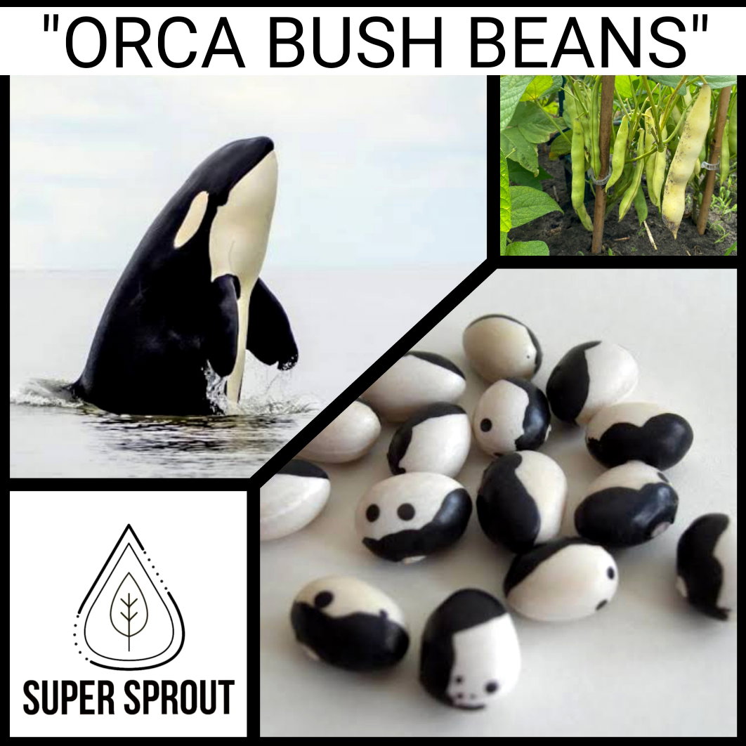 🫘ORCA BUSH BEAN🫘 x 10 organic seeds_1