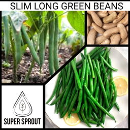 🌱SLIM LONG GREEN BEANS🌱 x 15+ organic seeds