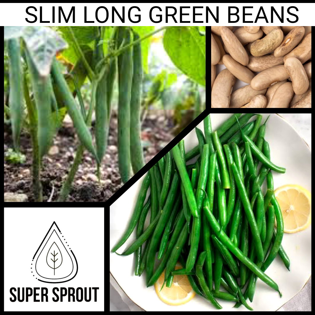 🌱SLIM LONG GREEN BEANS🌱 x 15+ organic seeds_1