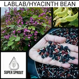 🌿LABLAB/ Hyacinth beans x 10 seeds