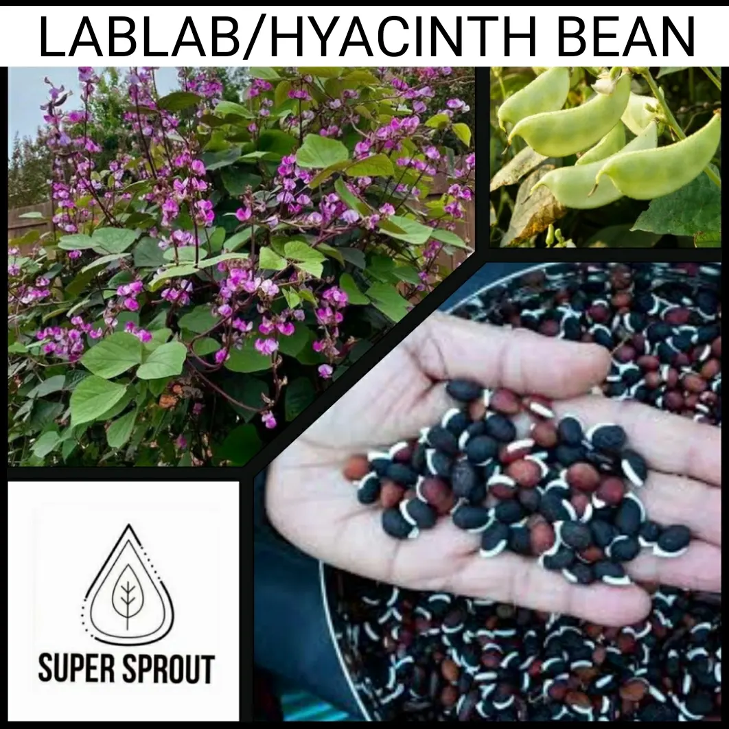 🌿LABLAB/ Hyacinth beans x 10 seeds_2