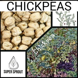 🌿CHICKPEAS🌿 x 20+ organic seeds