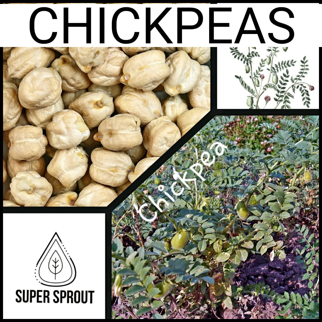 🌿CHICKPEAS🌿 x 20+ organic seeds_2
