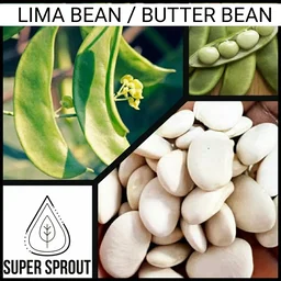 🌱Lima / Butter bean 🌱 x 10 seeds