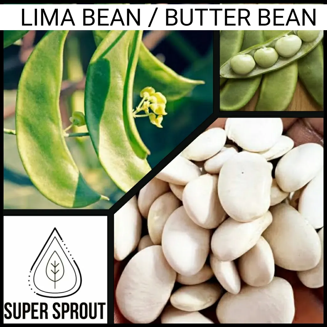 🌱Lima / Butter bean 🌱 x 10 seeds