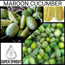 🥒MAROON CUCUMBER 🥒 x 10 seeds