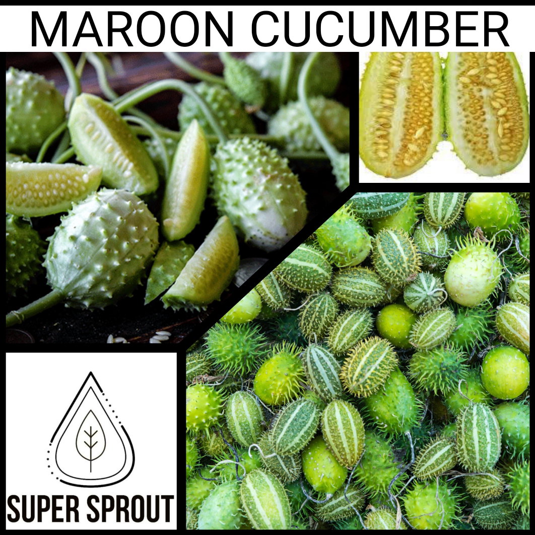 🥒MAROON CUCUMBER 🥒 x 10 seeds