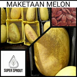🍈MAKETAAN MELON🍈 x 10 seeds