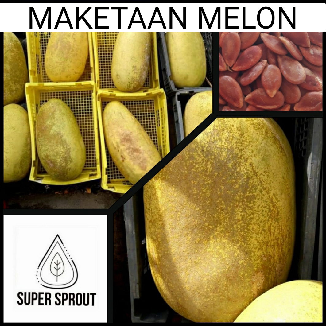 🍈MAKETAAN MELON🍈 x 10 seeds_2