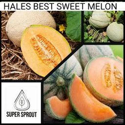 HALES BEST MELON x 15 seeds