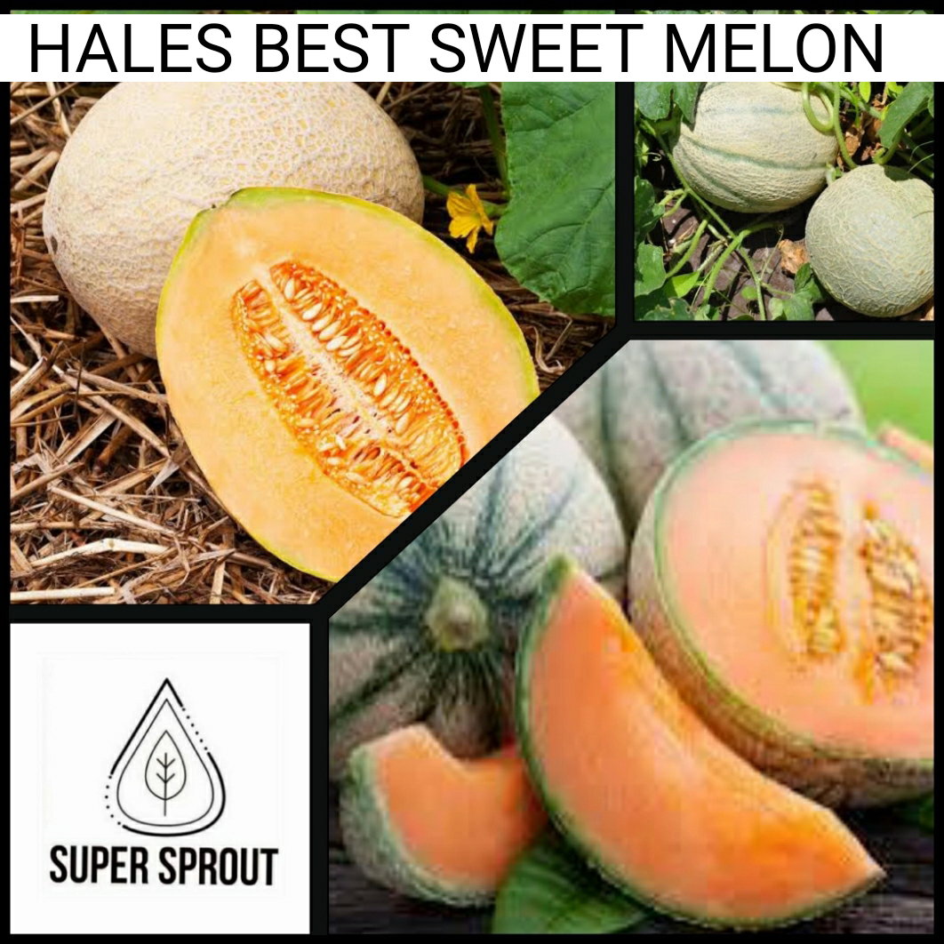HALES BEST MELON x 15 seeds_1