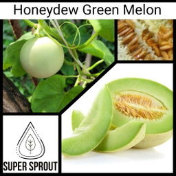🍈HONEYDEW GREEN MELON🍈 x 10 seeds