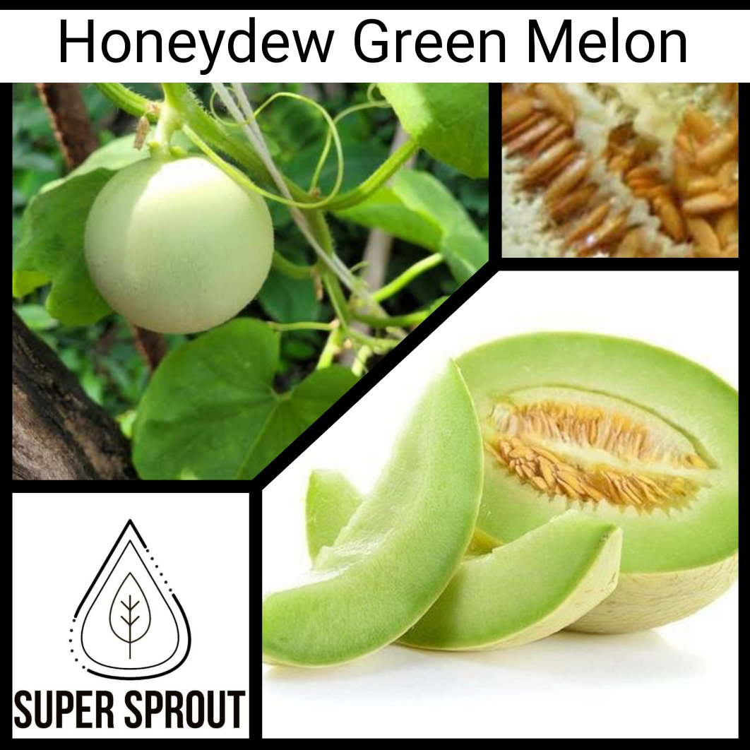 🍈HONEYDEW GREEN MELON🍈 x 10 seeds