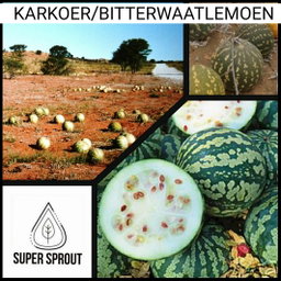 🍈BITTERWAATLEMOEN/KARKOER 🍈 x 5 seeds