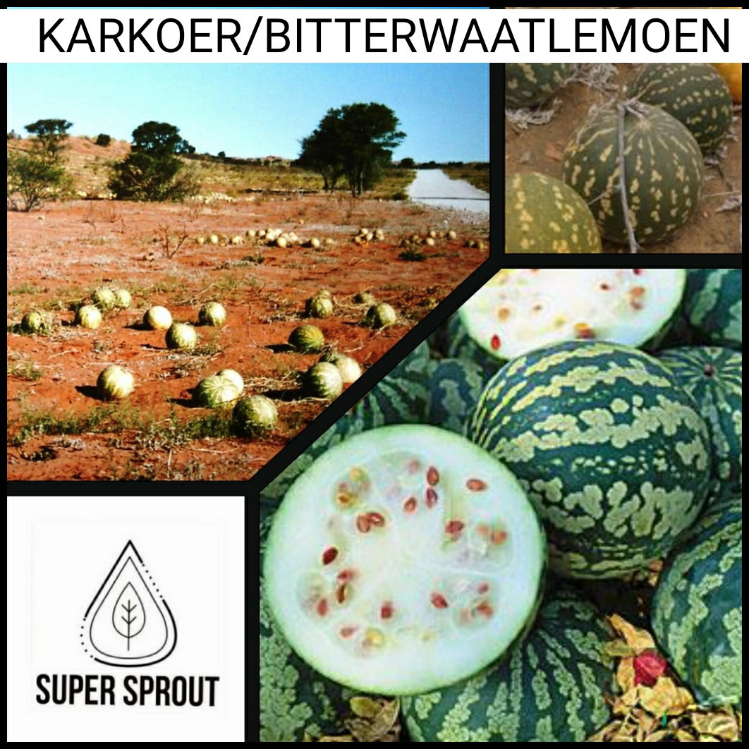 🍈BITTERWAATLEMOEN/KARKOER 🍈 x 5 seeds_1