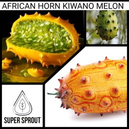 🥒AFRICAN HORN KIWANO MELON🥒 x 10 seeds