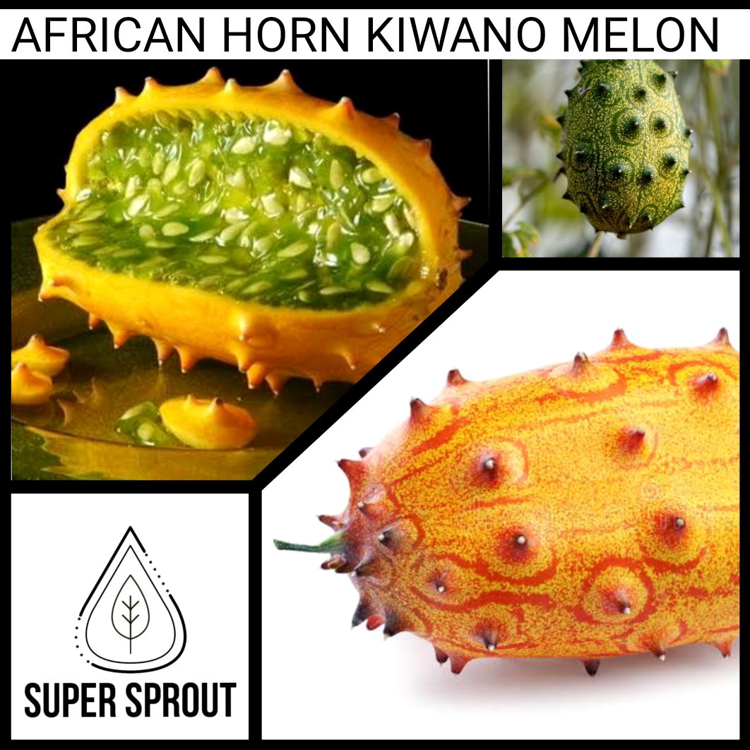 🥒AFRICAN HORN KIWANO MELON🥒 x 10 seeds_1