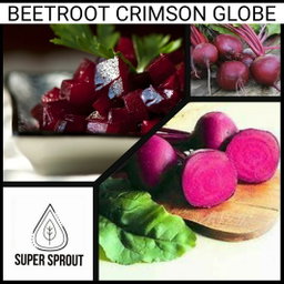 🌱BEETROOT CRIMSON CLOBE🌱 x 25+ seeds