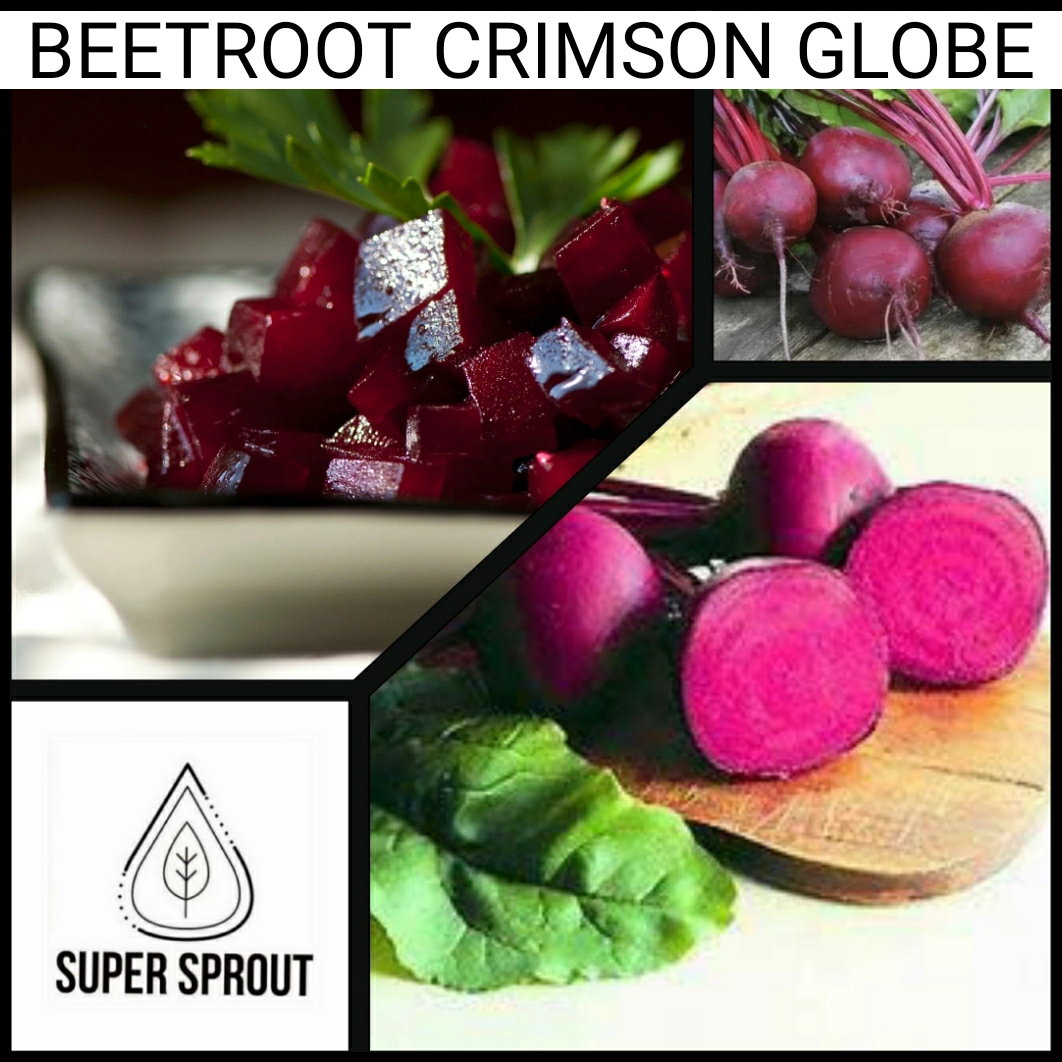 🌱BEETROOT CRIMSON CLOBE🌱 x 25+ seeds_1