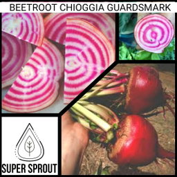 🥔BEETROOT CHIOGGIA GUARDSMARK  🥔 x 25 seeds