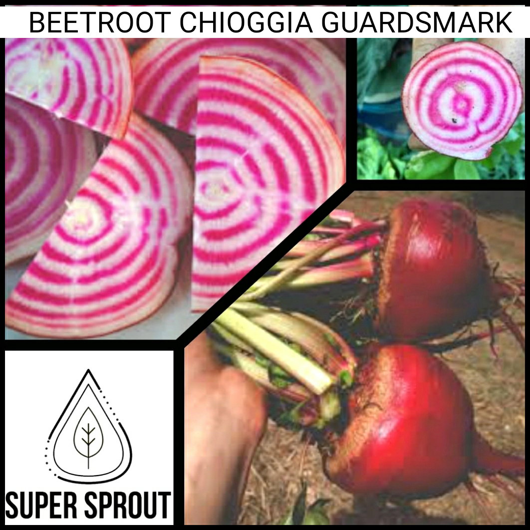 🥔BEETROOT CHIOGGIA GUARDSMARK  🥔 x 25 seeds_1
