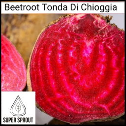 🥔TONDA DI CHIOGGIA    x 25 seeds