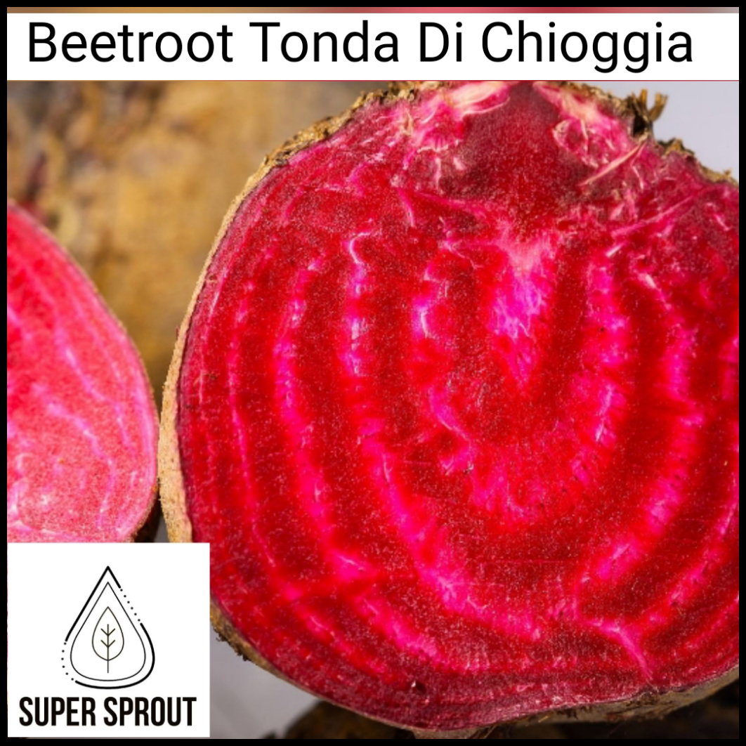 🥔TONDA DI CHIOGGIA    x 25 seeds_1