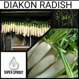 🌱DAIKON RADISH🌱 x 50+ seeds