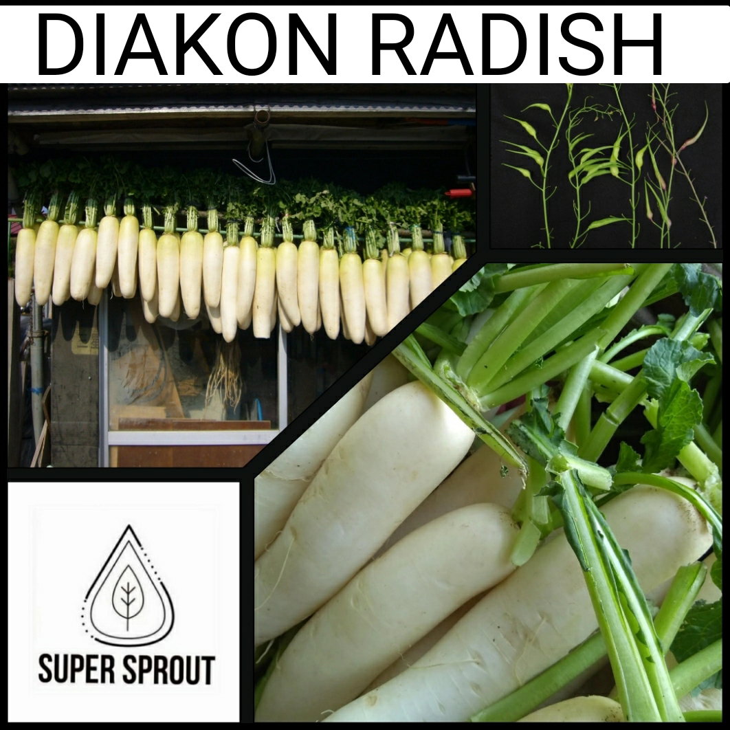 🌱DAIKON RADISH🌱 x 50+ seeds_1