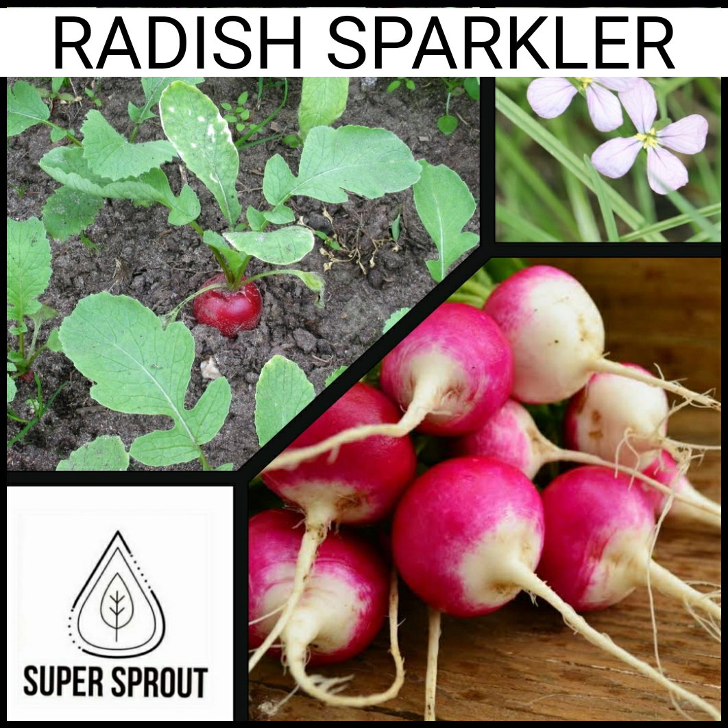 🌱RADISH SPARKLER🌱 x 25+ seeds_1