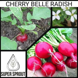 🌱RADISH CHERRY BELLE🌱 x 50+ seeds