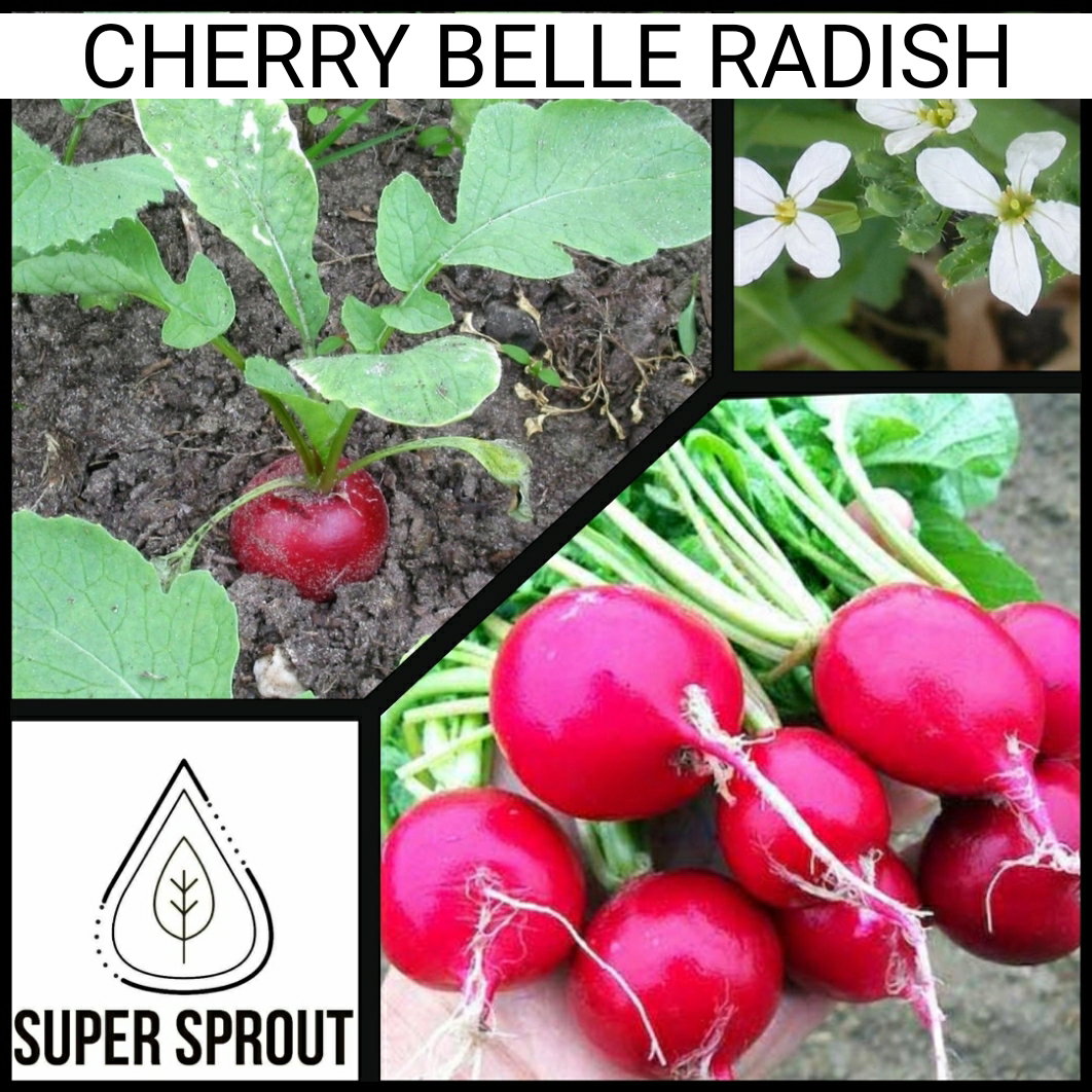 🌱RADISH CHERRY BELLE🌱 x 50+ seeds_1