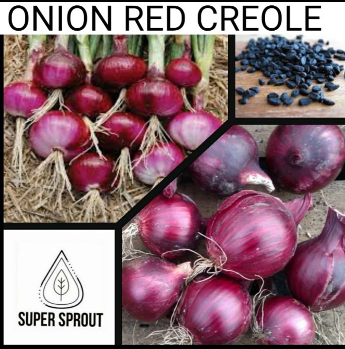 🌱ONION – RED CREOLE🌱 X 50+ SEEDS_1