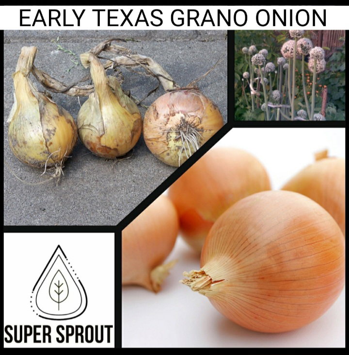 🌱TEXAS GRANO ONION🌱 x 50+ seeds_1