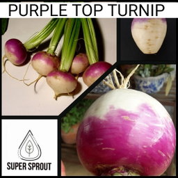 🌱PURPLE TOP TURNIP🌱 x 50+ seeds