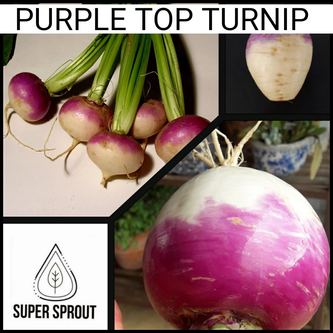 🌱PURPLE TOP TURNIP🌱 x 50+ seeds
