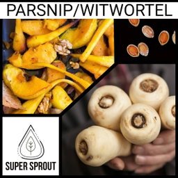 PARSNIP/WITWORTEL x 15 seeds