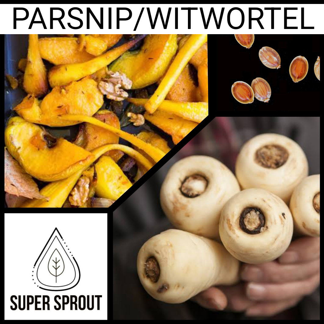 PARSNIP/WITWORTEL x 15 seeds
