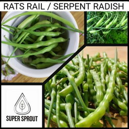🌱RAT'S TAIL RADISH🌱 x 15+ seeds9