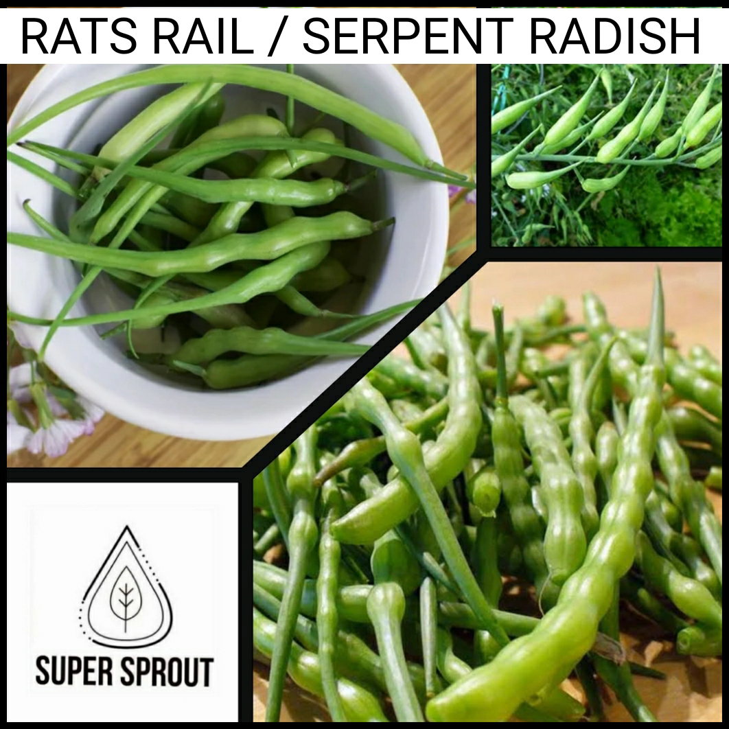 🌱RAT'S TAIL RADISH🌱 x 15+ seeds9_2