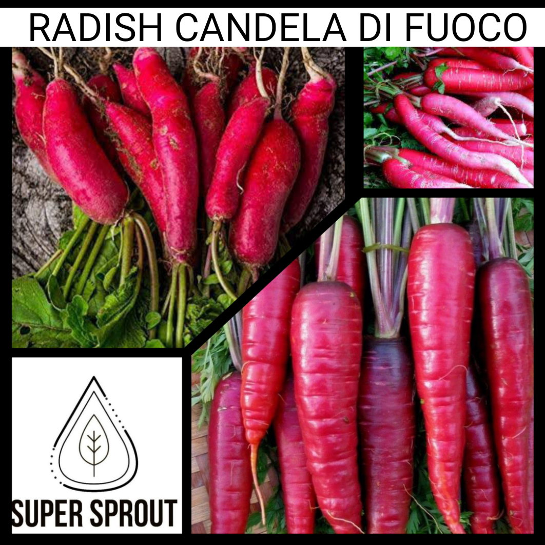 Radish - Candela Di Fuoco x 45+ organic seeds_1