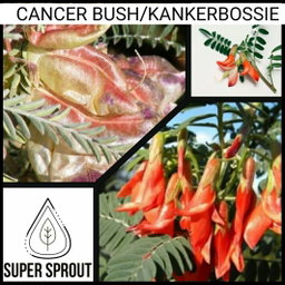 🌿CANCER BUSH/KANKERBOSSIE🌿 x 15+ seeds