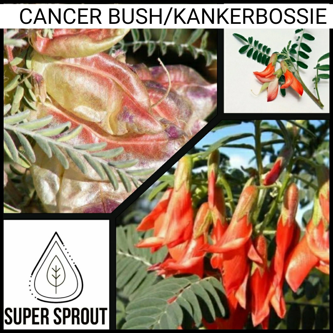 🌿CANCER BUSH/KANKERBOSSIE🌿 x 15+ seeds_1