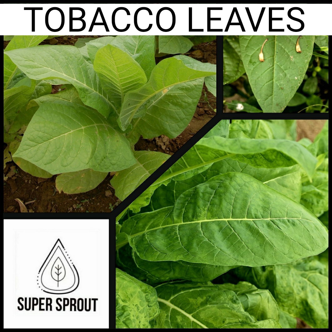 🍀TOBACCO (Nicotiana spp.)🍀x 100+ seeds_1